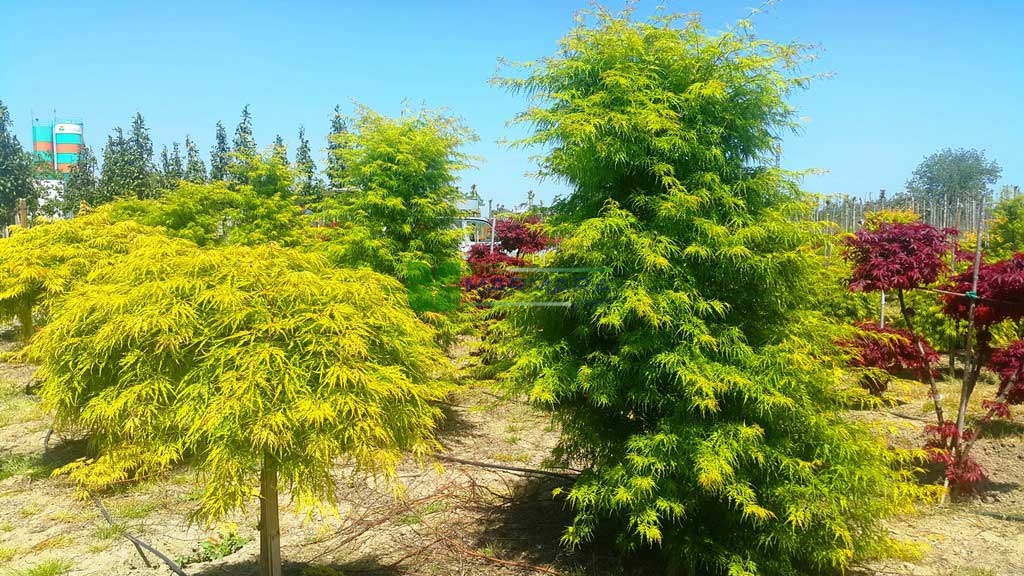Acer palmatum seiryu (ACERACEA)