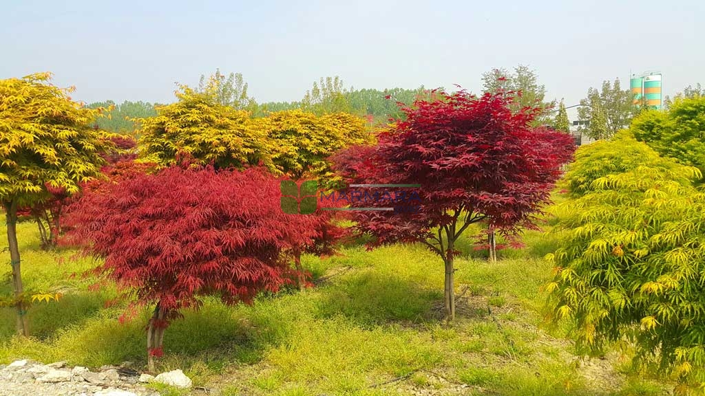 Acer palmatum shaina (ACERACEA)
