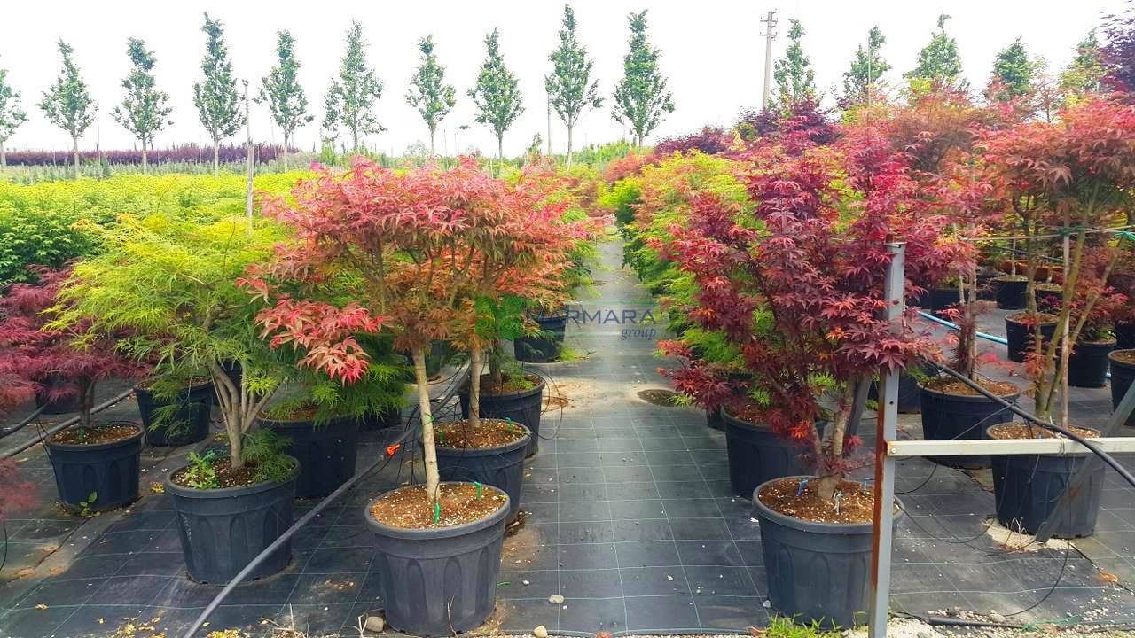 Acer palmatum shirazz half tige (ACERACEA)