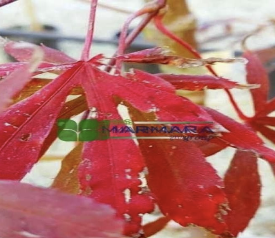 Acer palmatum suminagashi (ACERACEA)