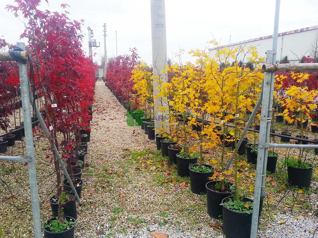 Acer palmatum tsukushi gata (ACERACEA)