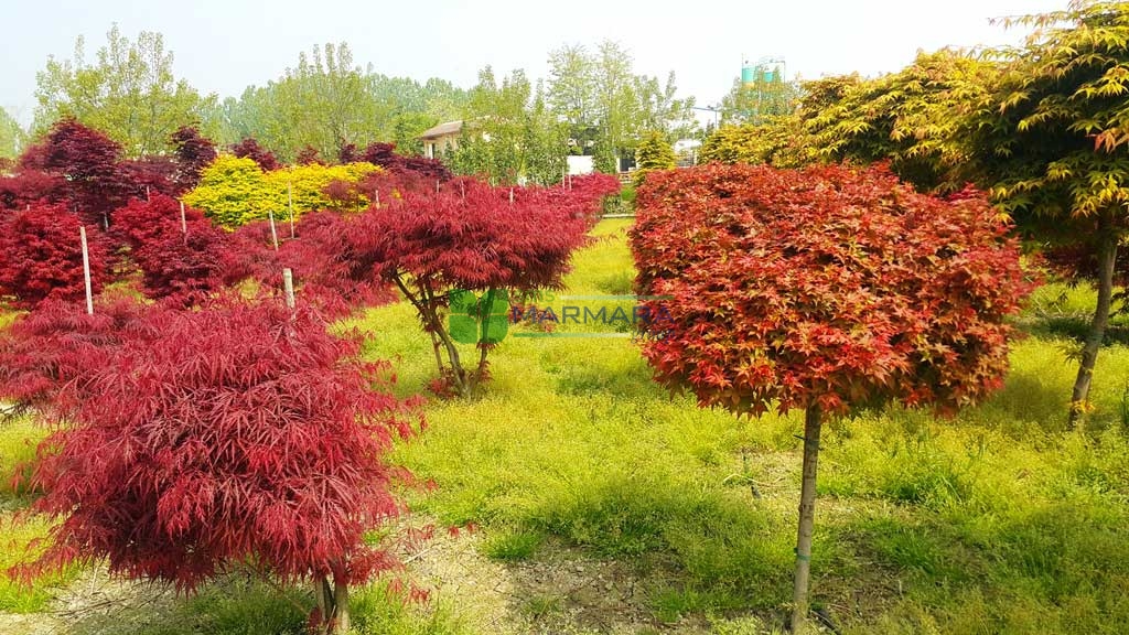 Acer palmatum variegated chishio (ACERACEA)