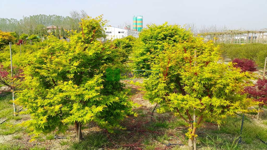 Acer palmatum winter flame pvr nz. (ACERACEA)