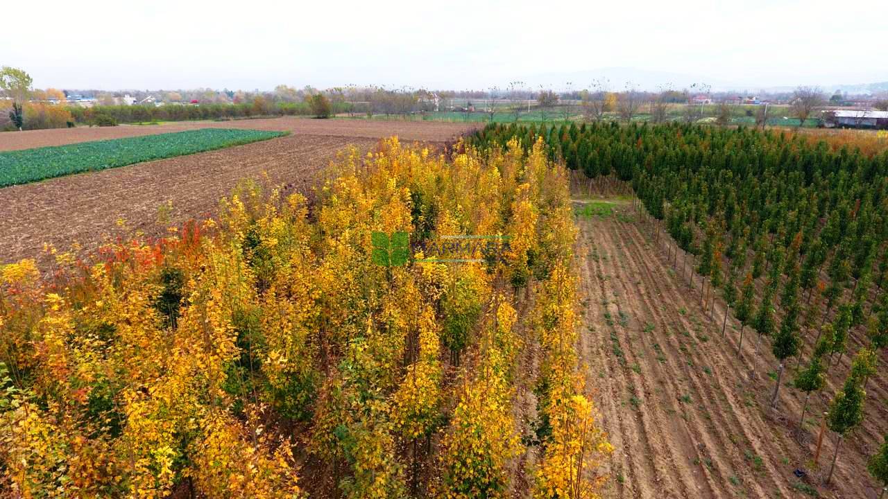 Acer platanoides (ACERACEA)