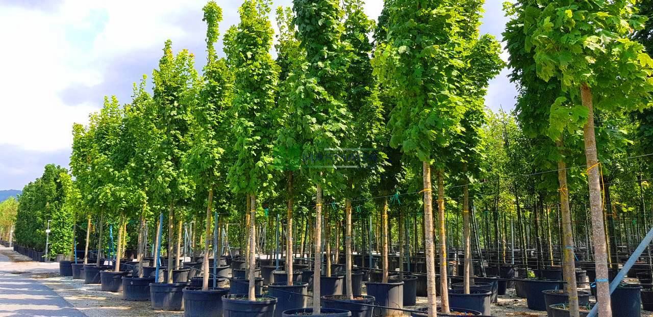 Acer platanoides columnare (ACERACEA)