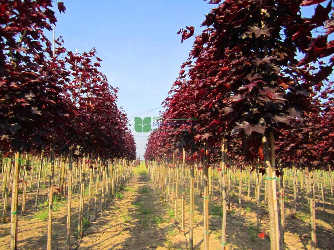 Acer platanoides crimson king (ACERACEA)