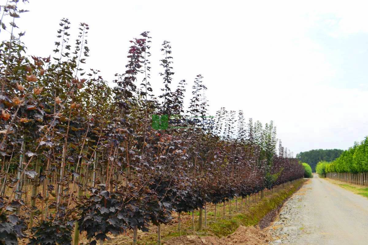 Acer platanoides crimson king half tige (ACERACEA)
