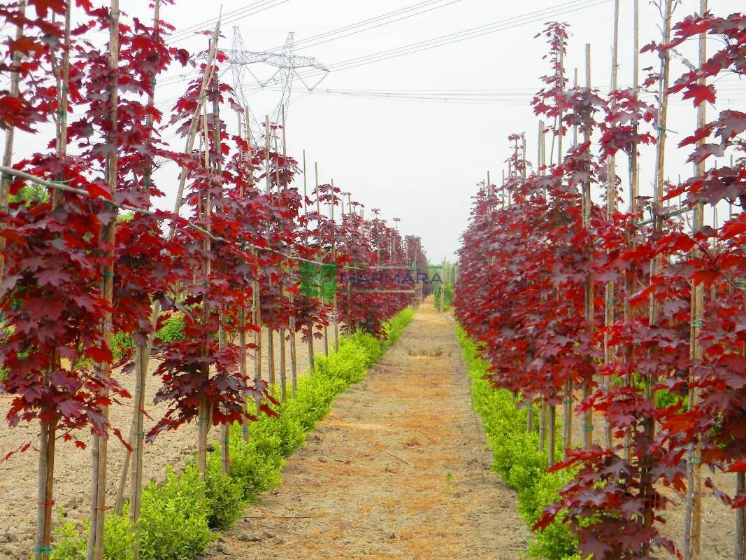 Acer platanoides crimson king pyramid (ACERACEA)