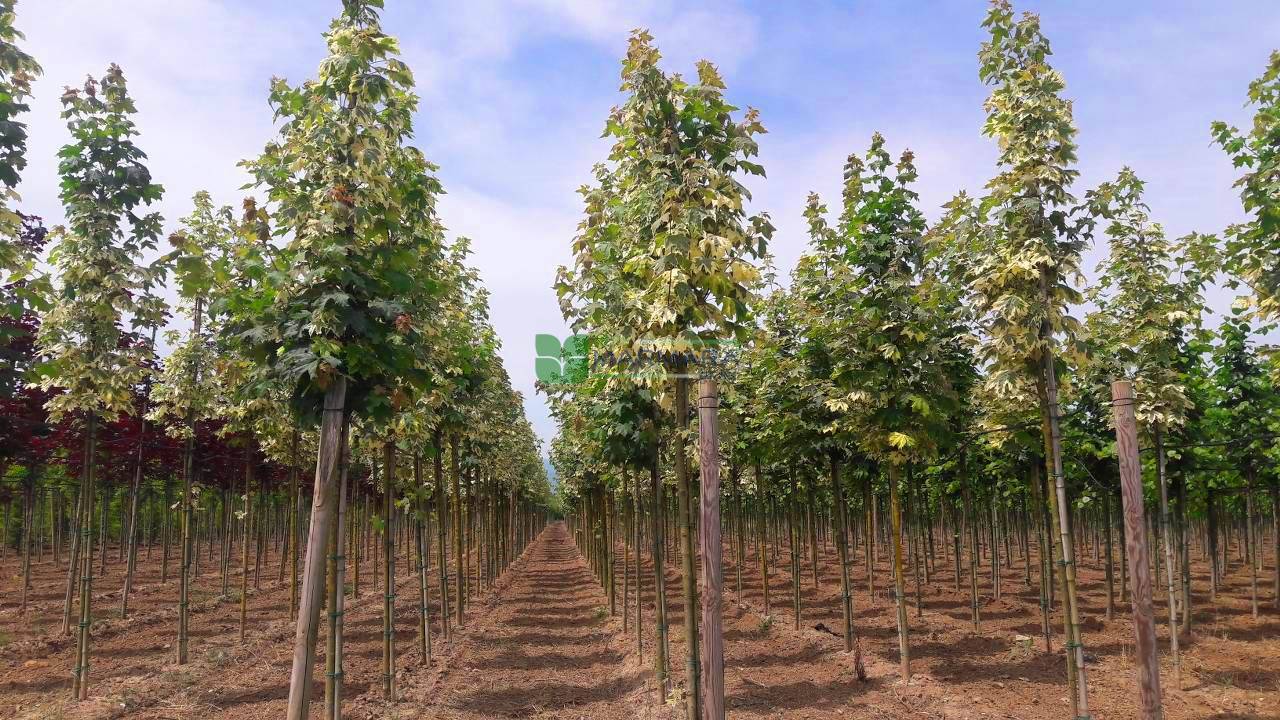 Acer platanoides drummondii (ACERACEA)