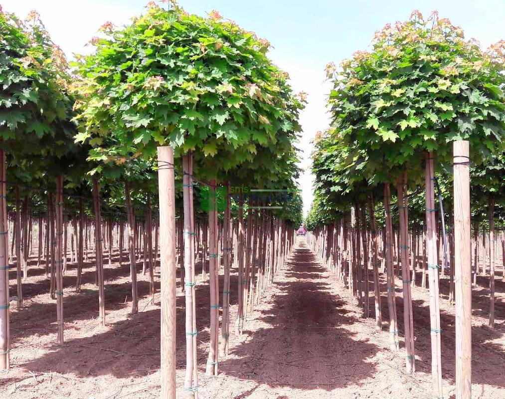Acer platanoides globosum (ACERACEA)