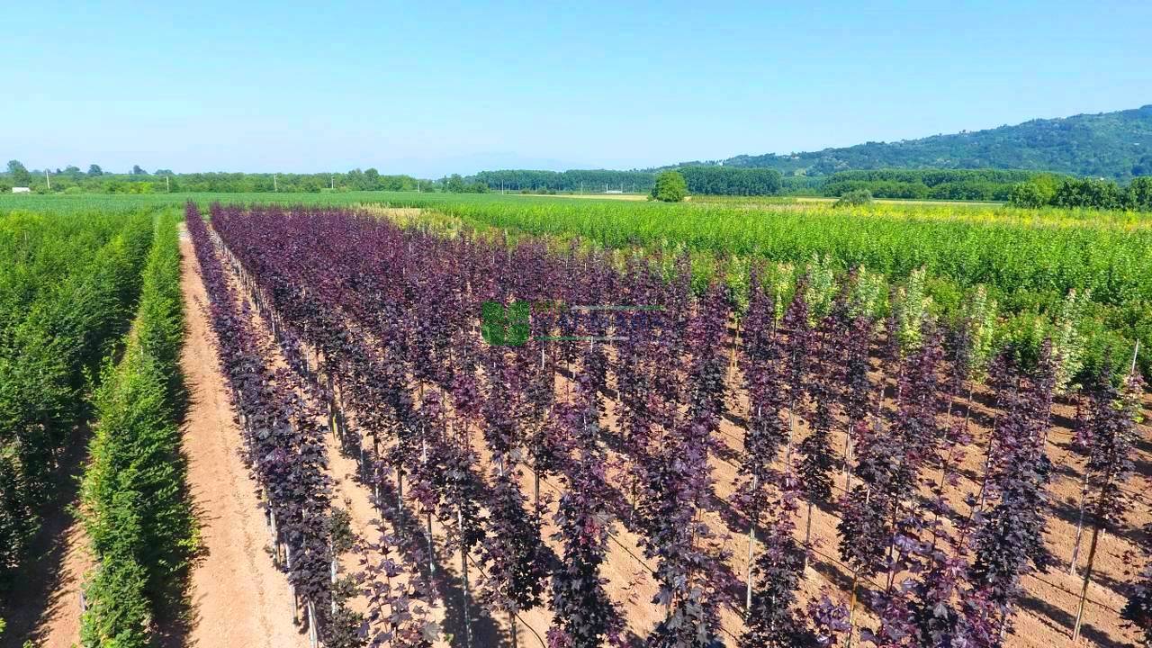Acer platanoides royal red (ACERACEA)