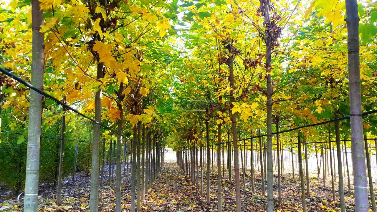 Acer pseudoplatanus (ACERACEA)