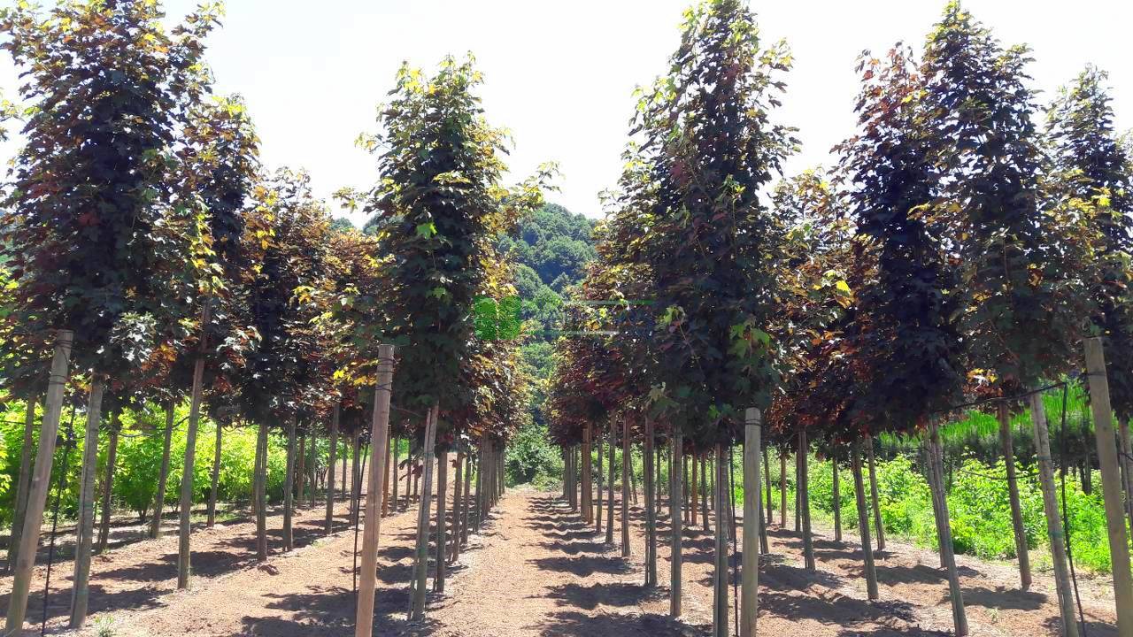 Acer pseudoplatanus atropurpureum (ACERACEAE)