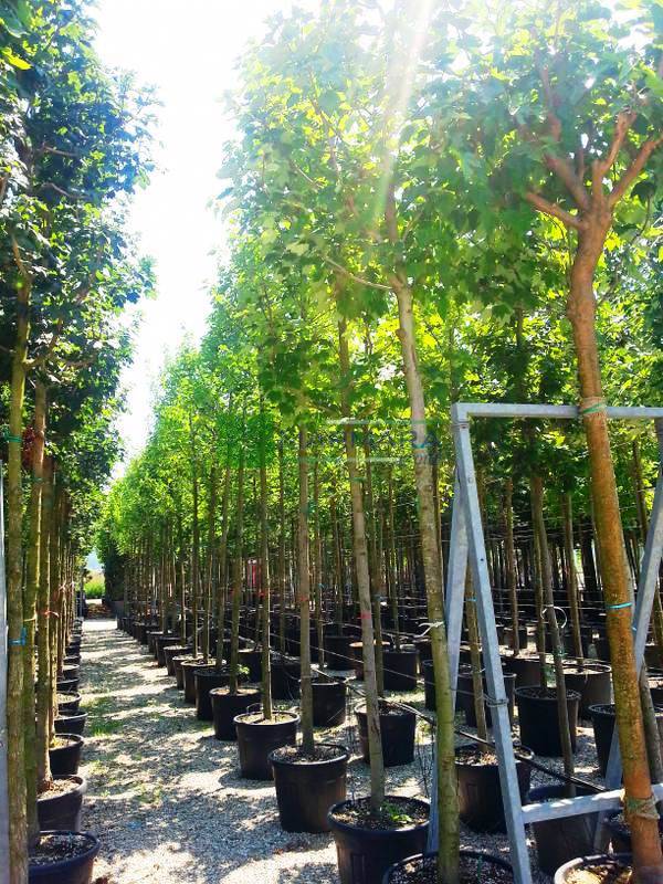 Acer rubrum (ACERACEA)