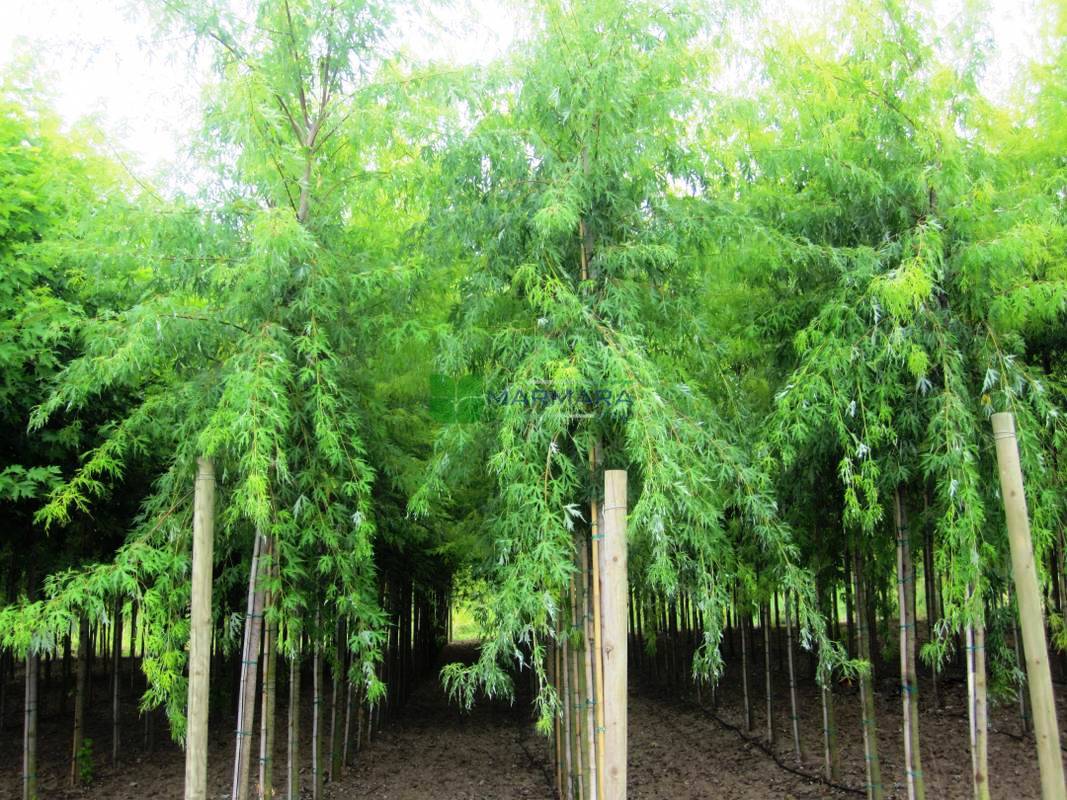 Acer saccharinum laciniatum wieri (ACERACEA)