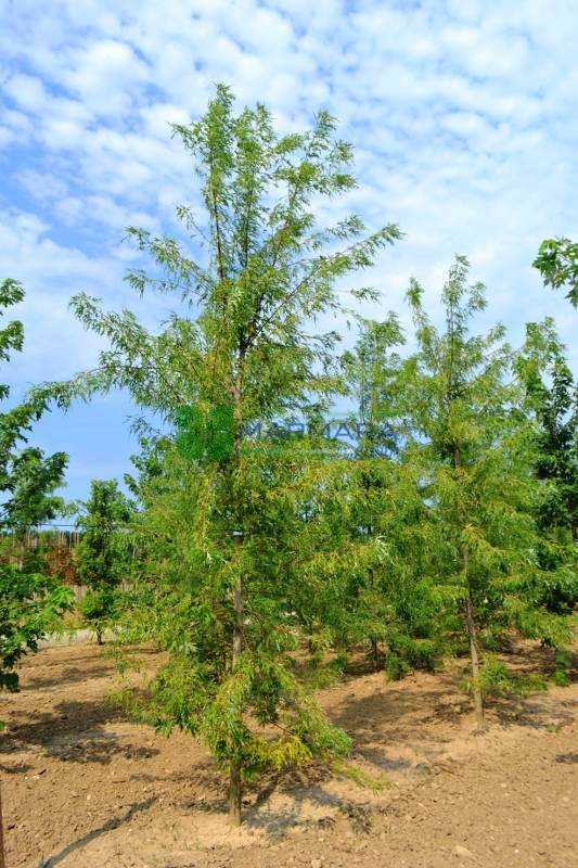 Acer saccharinum laciniatum wieri pyramid (ACERACEA)