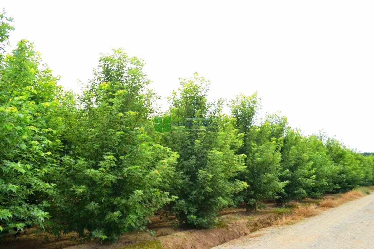 Acer saccharinum multi stem-pyramid (ACERACEA)