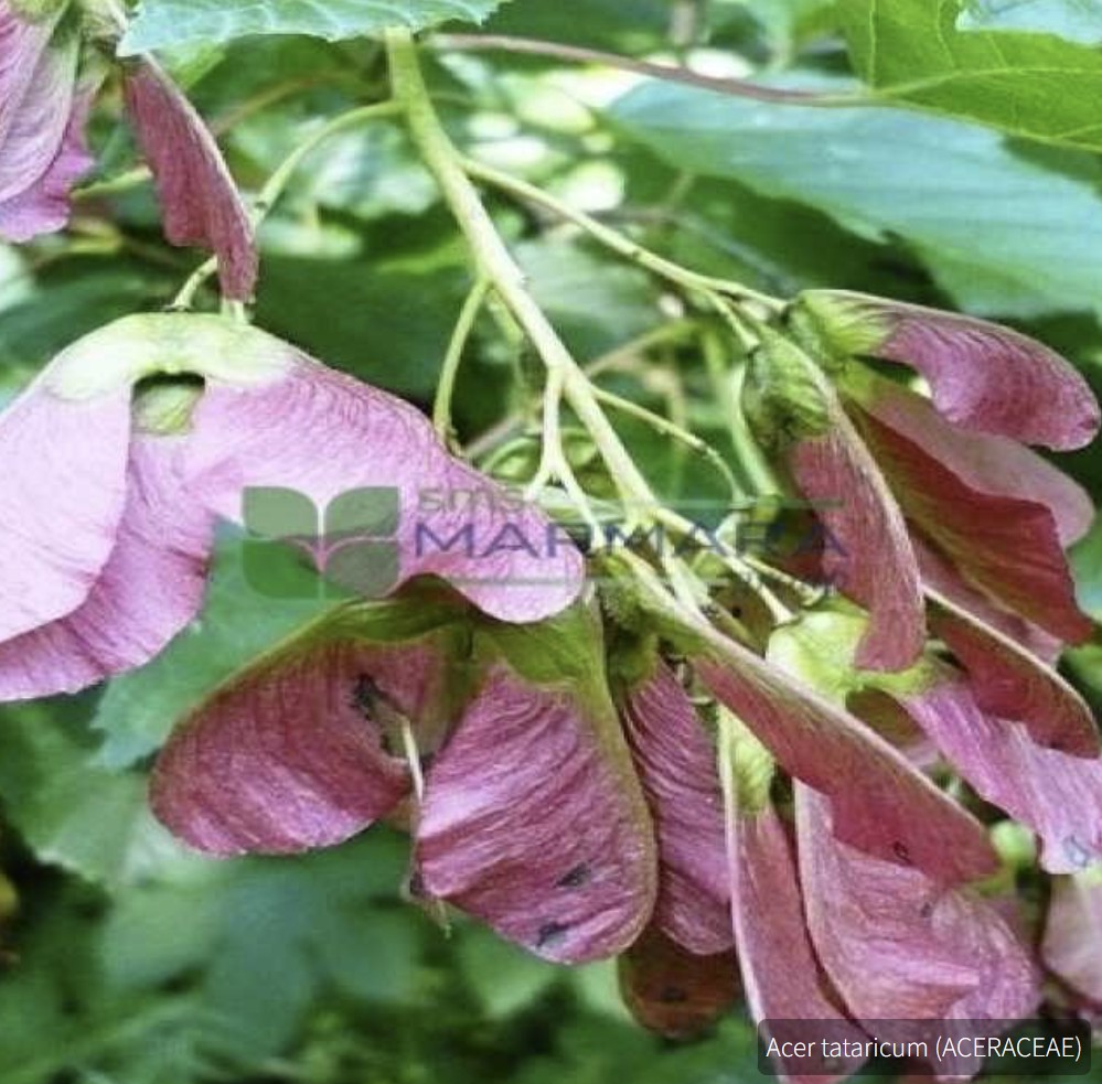 Acer tataricum (ACERACEAE)