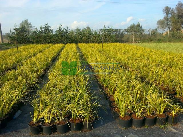 Acorus gramineus ogon (ACORACEAE)