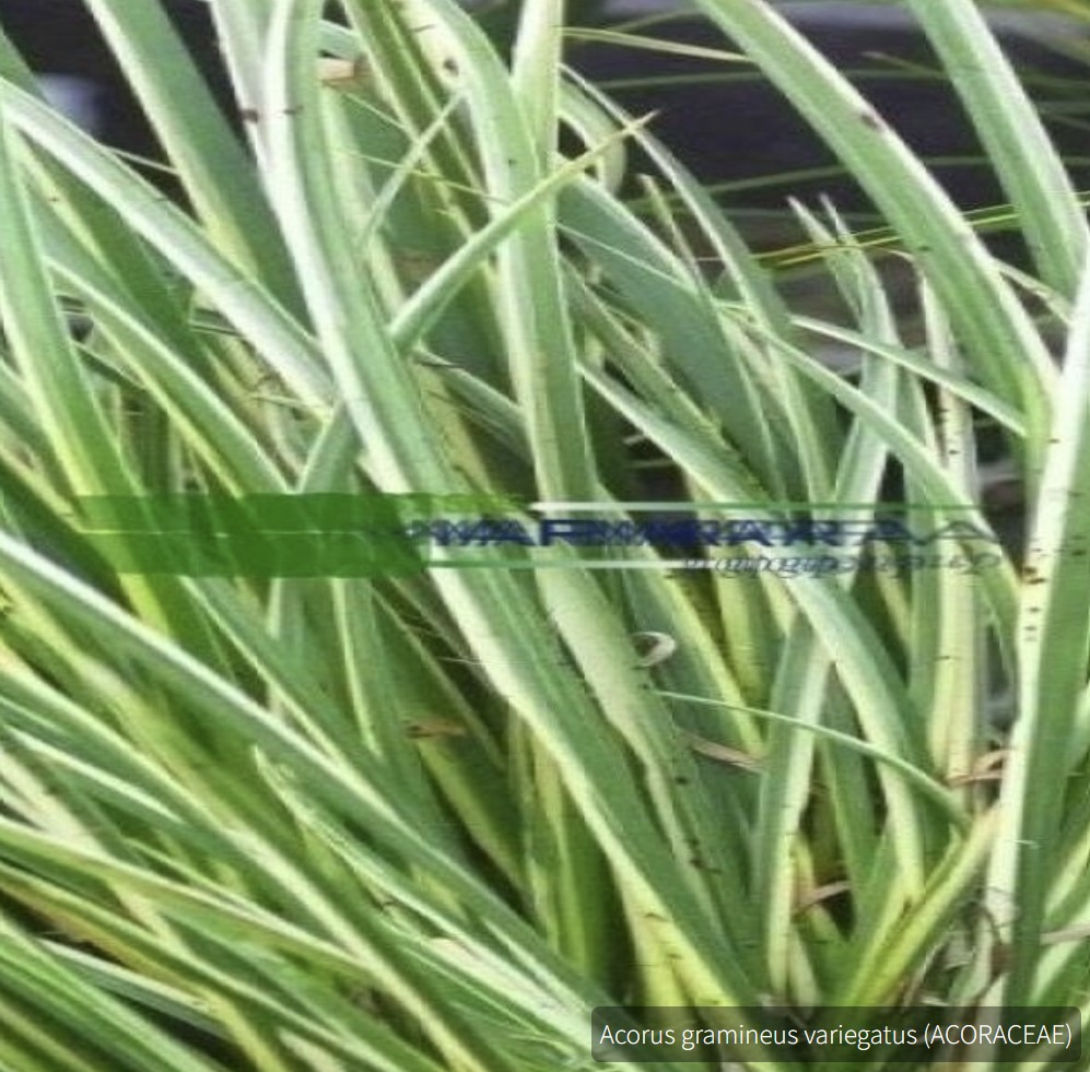 Acorus gramineus veriegatus (ACORACEAE)
