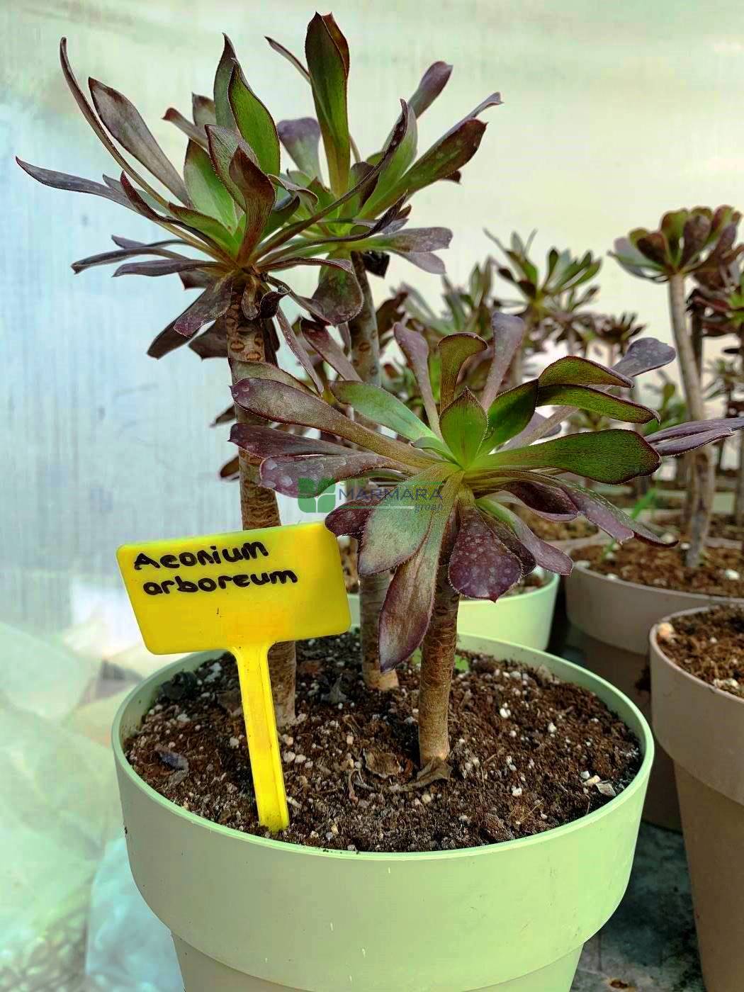 Aeonium arboreum (CRASSULACEAE)