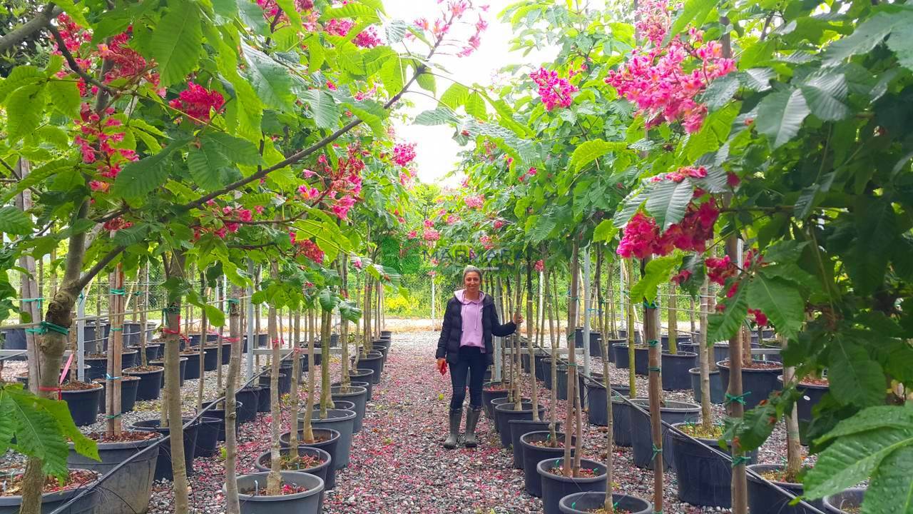 Aesculus carnea briotii (SAPINDACEAE)