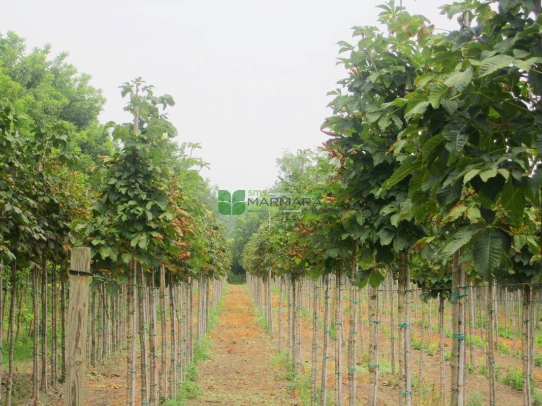 Aesculus hippocastanum (SAPINDACEAE)
