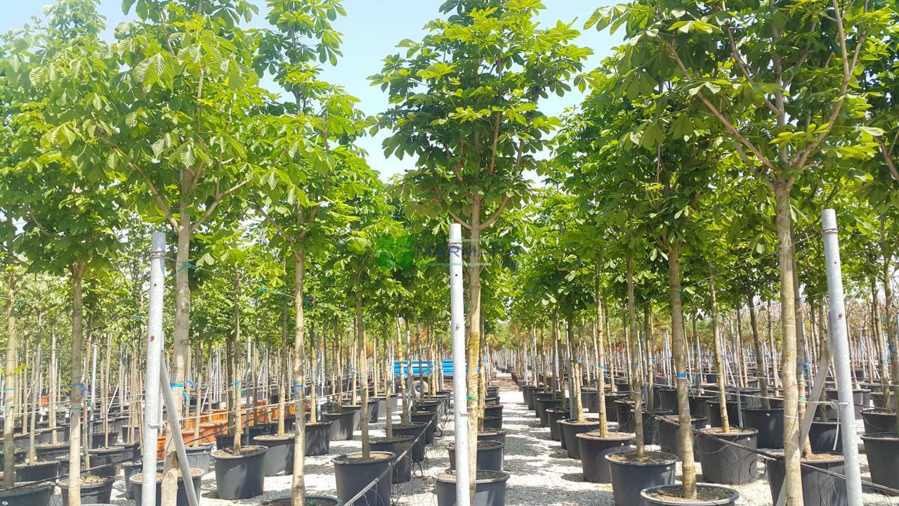 Aesculus hippocastanum baumannii (SAPINDACEAE)