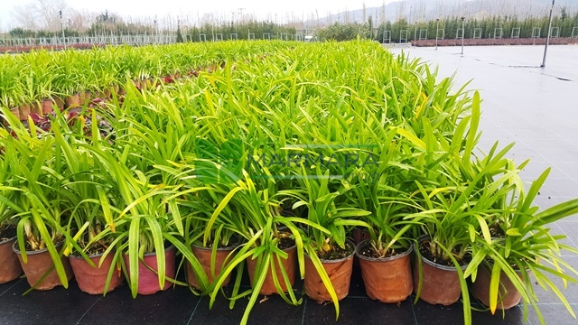 Agapanthus africanus albus (LILIACEAE)