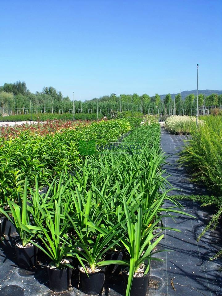 Agapanthus africanus blue (LILIACEAE)