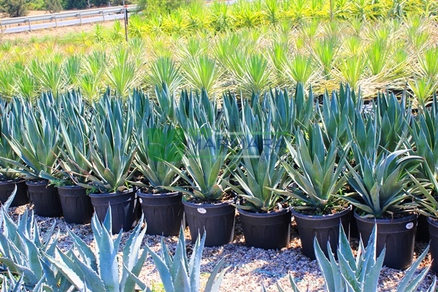Agave americana (ASPARAGACEAE)