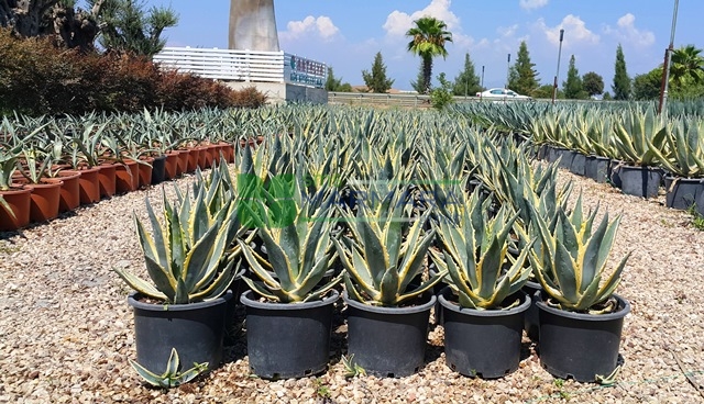 Agave americana variegata marginata (ASPARAGACEAE)