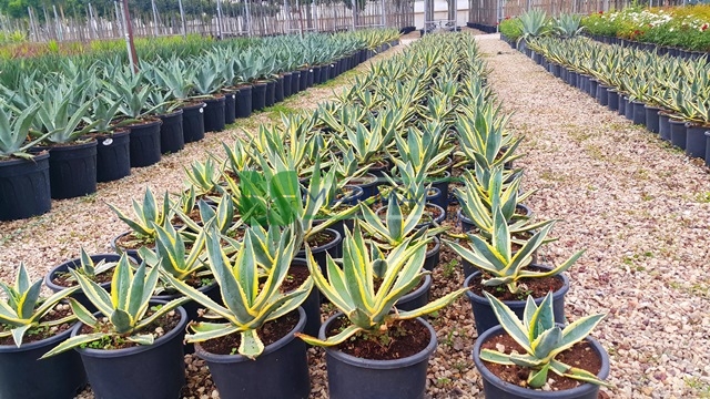 Agave angustifolia marginata (ASPARAGACEAE)