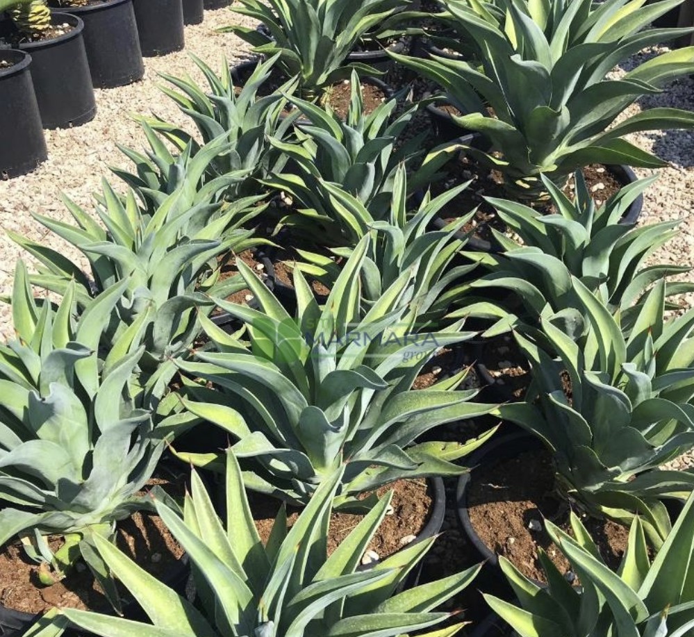 Agave desmettiana (Agave horrida subsp. horrida) (ASPARAGACEAE)