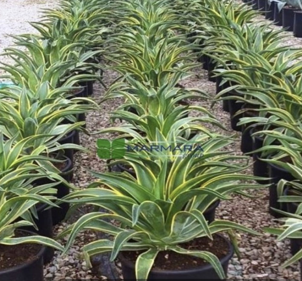 Agave desmettiana variegata (Agave horrida subsp. horrida) (ASPARAGACEAE)