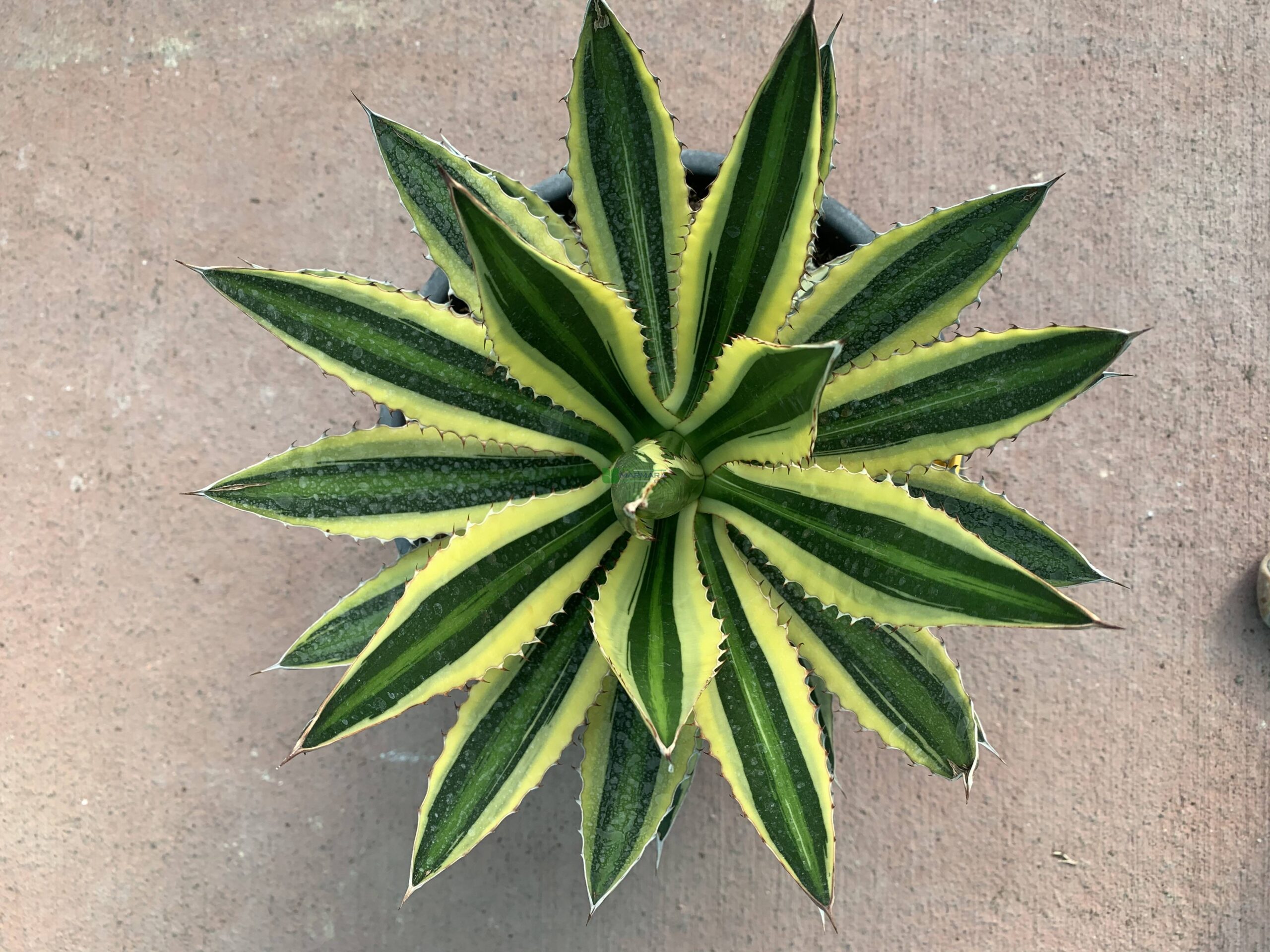 Agave lophantha (univittata) (ASPARAGACEAE)