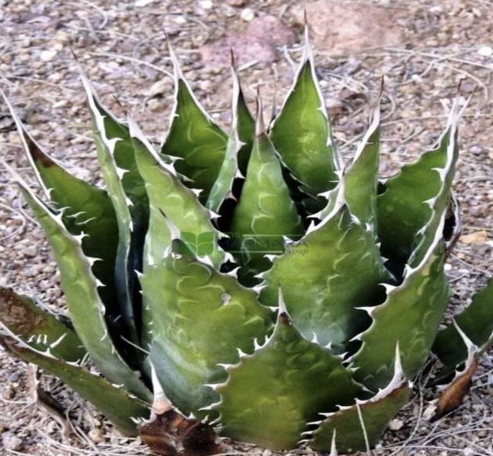 Agave montana (ASPARAGACEAE)
