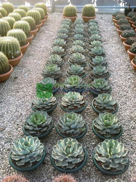 Agave potatorum (ASPARAGACEAE)