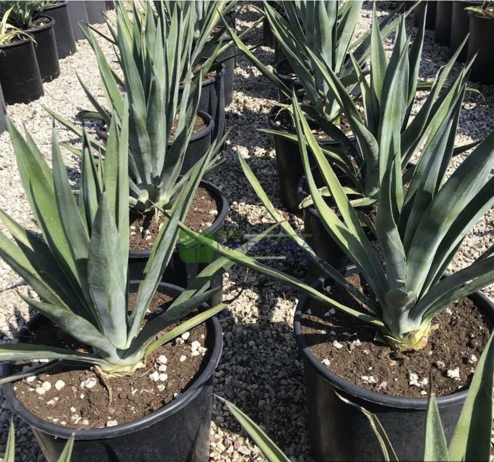 Agave sisalana (ASPARAGACEAE)