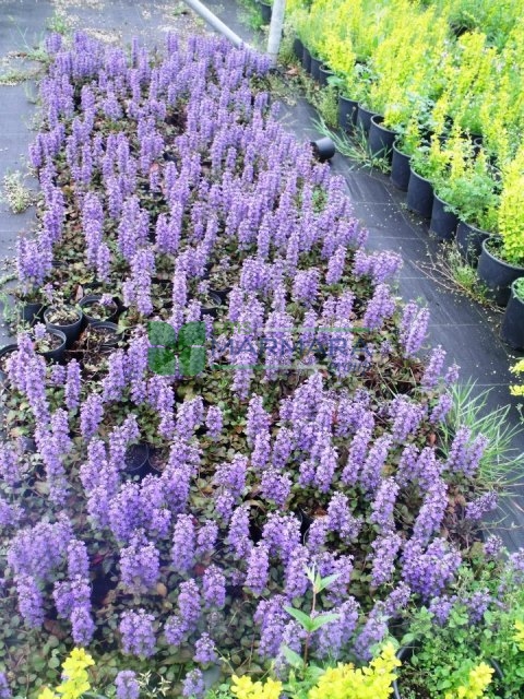 Ajuga reptans (LAMIACEAE)