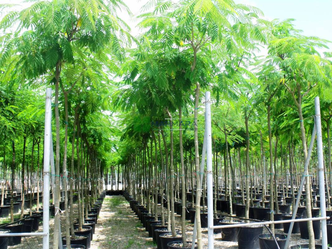 Albizia julibrissin (FABACEAEA)