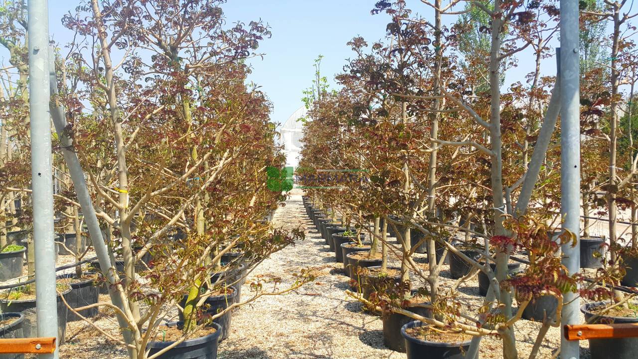 Albizia julibrissin summer chocolate (FABACEAEA)