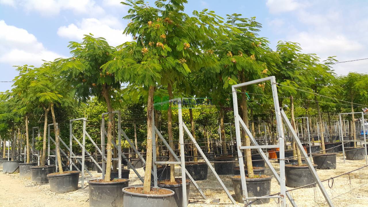 Albizia julibrissin umbrella (FABACEAEA)