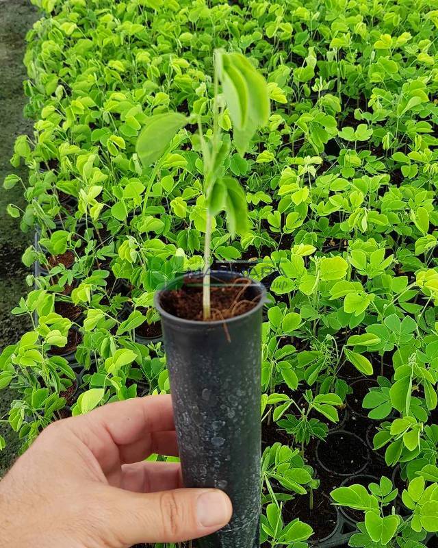 Albizia saman (Mimosa) (FABACEAE)
