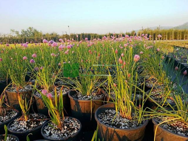 Allium giganteum (AMARYLLIDACEAE)
