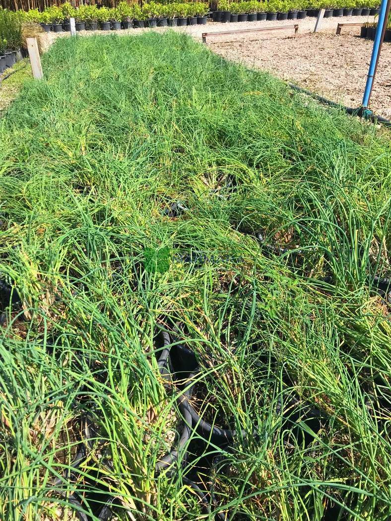 Allium schoenoprasum (ALLIACEAE)