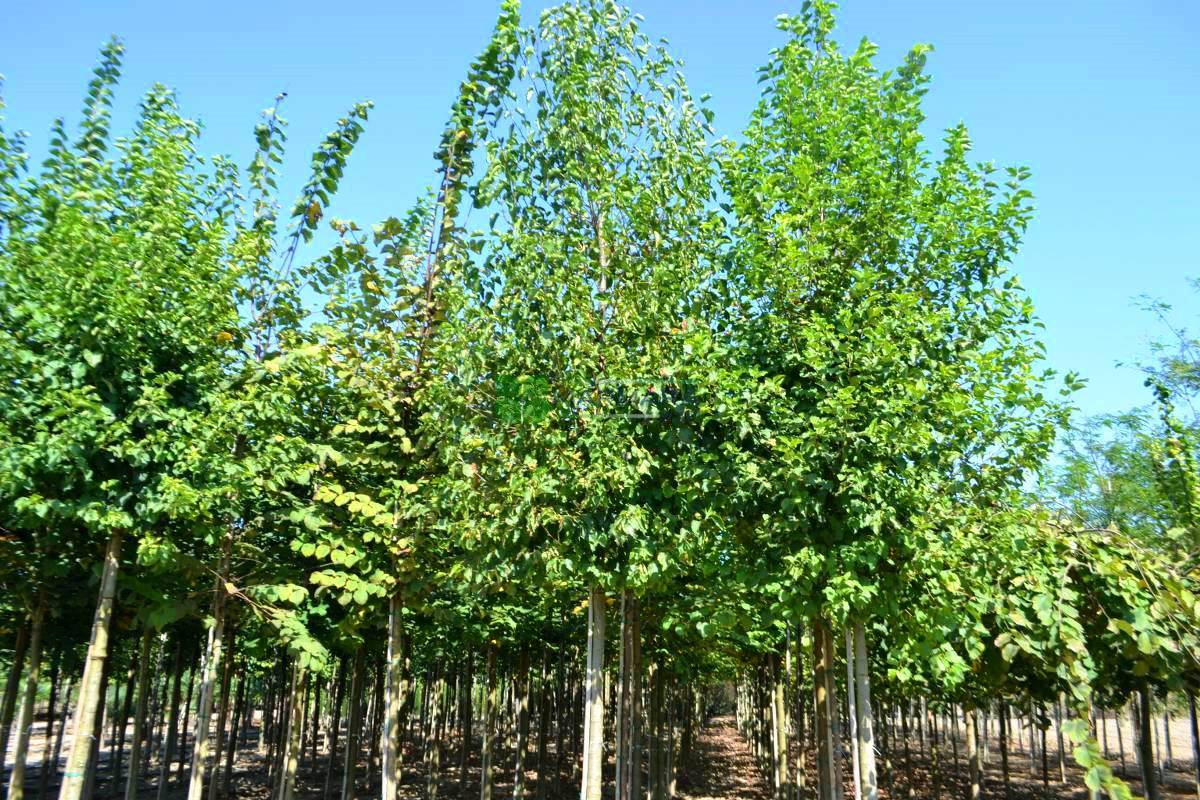 Alnus cordata (BETULACEAE)