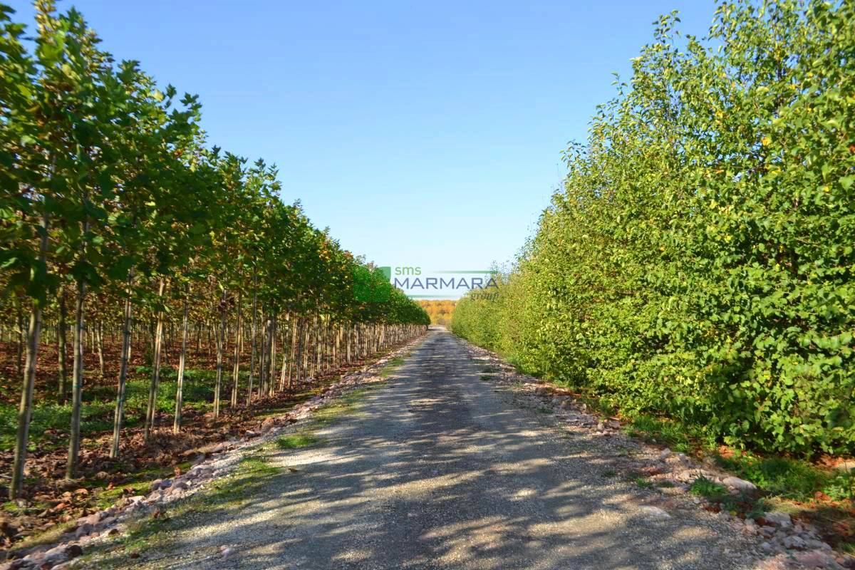 Alnus cordata cone (BETULACEAE)