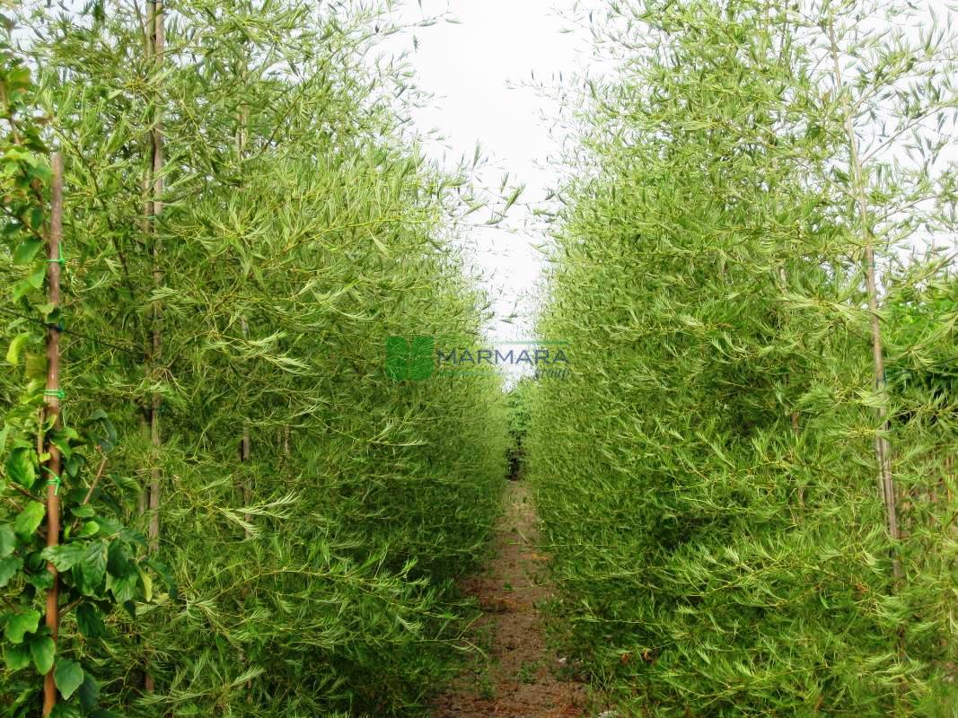 Alnus glutinosa imperialis (BETULACEAE)