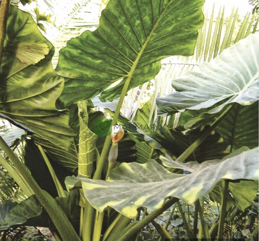 Alocasia macrorrhizos (ARACEAE)